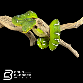 Adult Emerald Tree Boa Female #1 - Corallus caninus