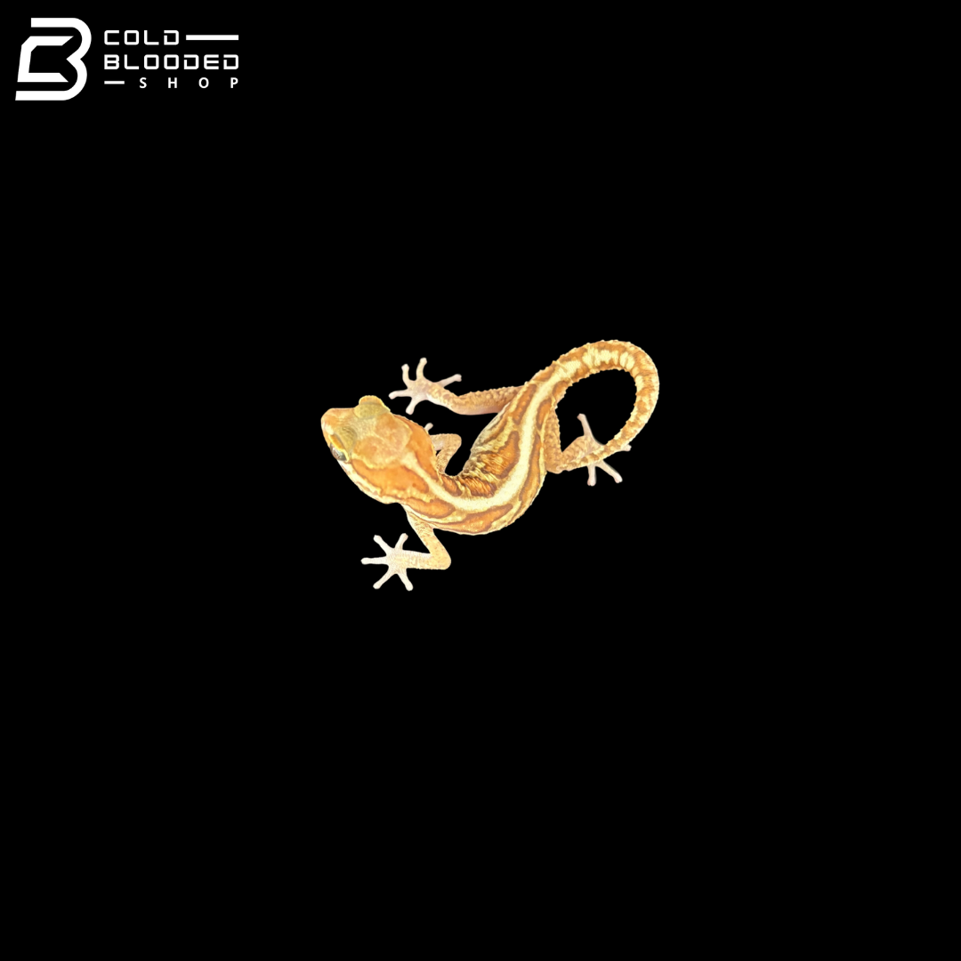 Amelanistic Pictus Geckos - Paroedura Pictus