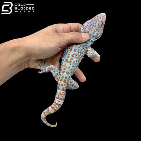 Party Color Tokay Gecko