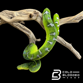 Adult Emerald Tree Boa Female #1 - Corallus caninus