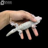 Snow Tokay Gecko