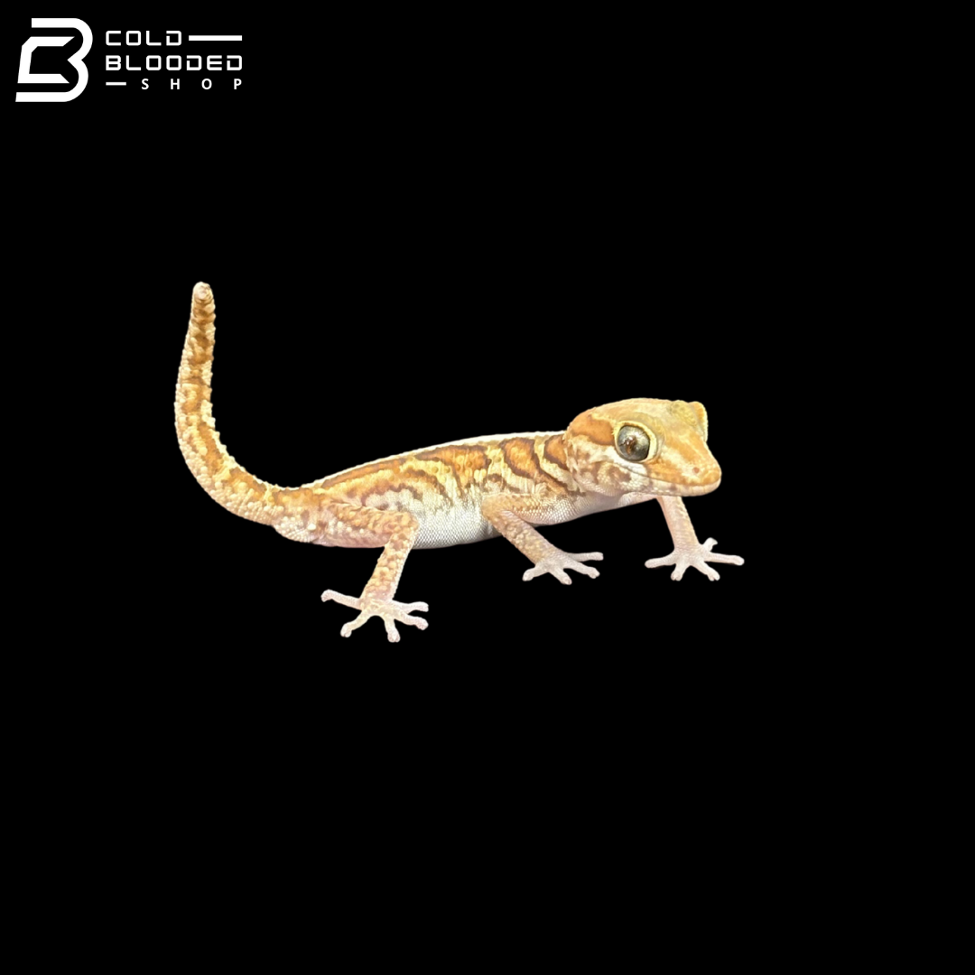 Amelanistic Pictus Geckos - Paroedura Pictus