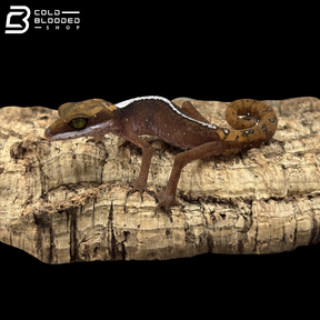 Cat Gecko - Aeluroscalabotes Felinus