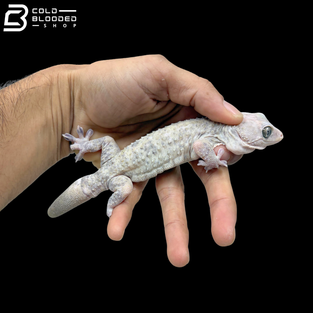 Snow Tokay Gecko
