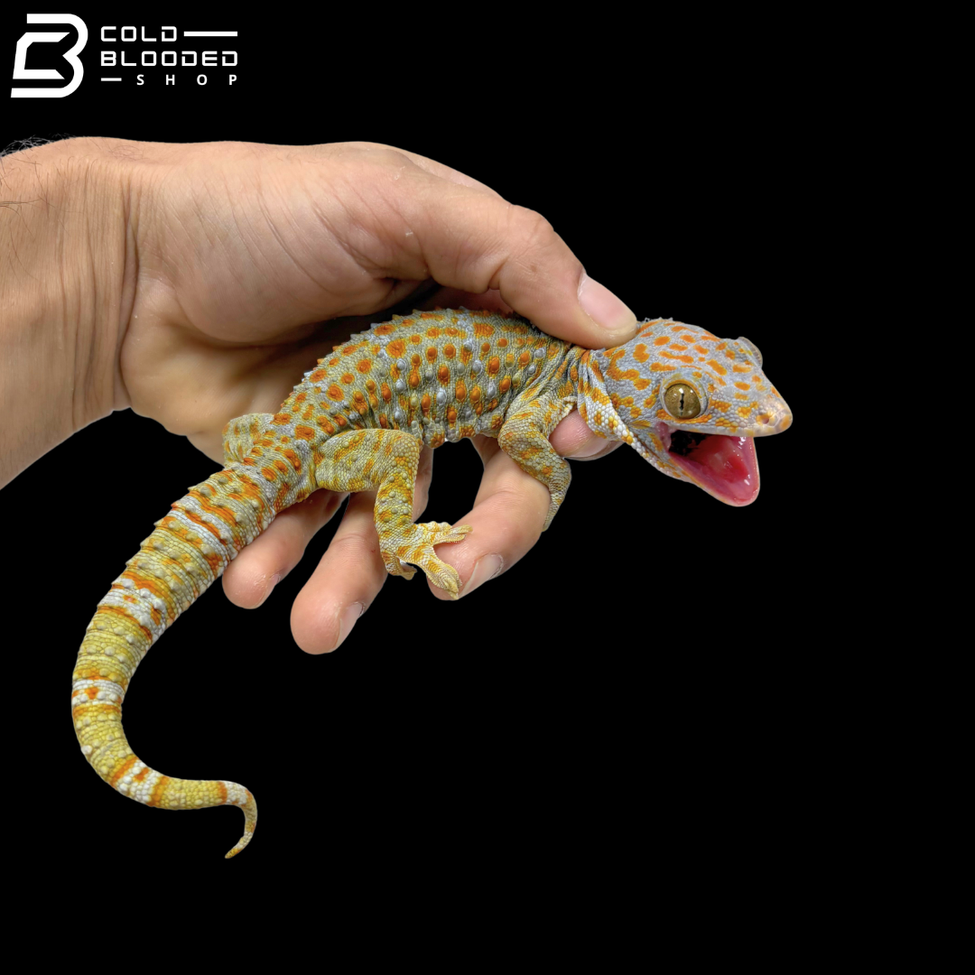 Hypo Tokay Gecko