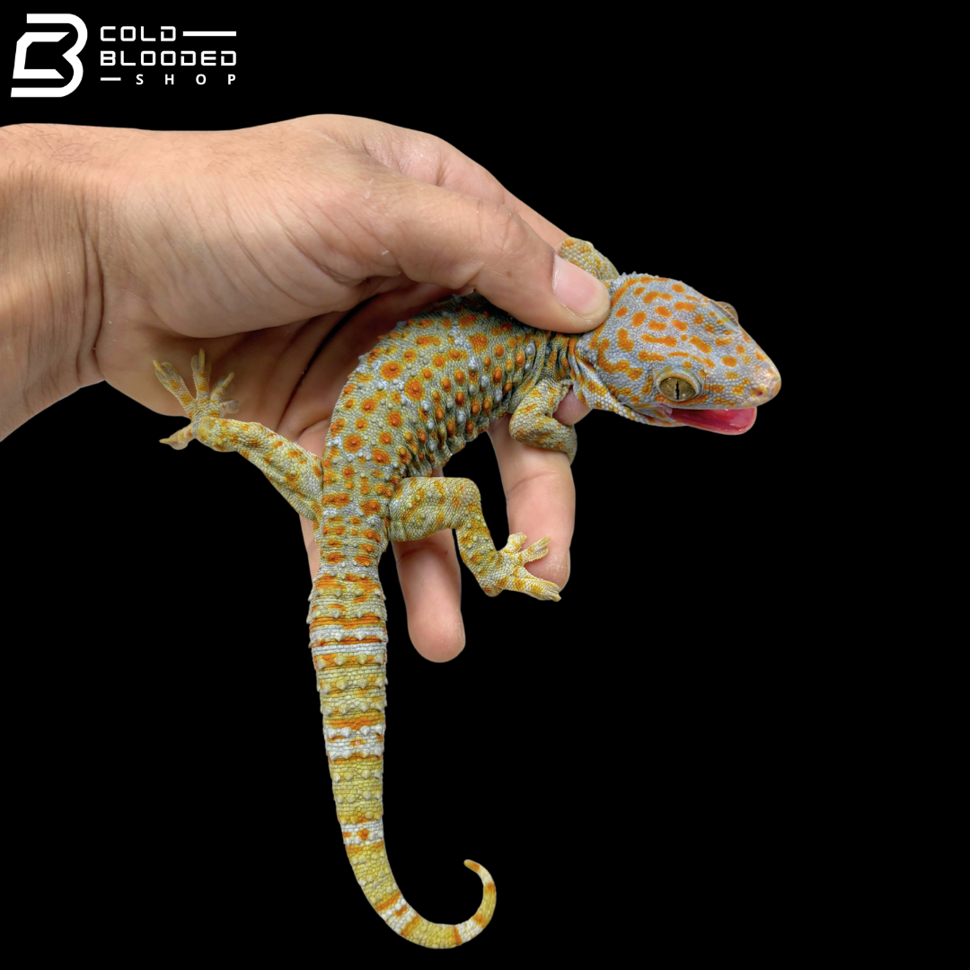 Hypo Tokay Gecko
