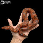 High Red Viper Boa Pair - Candoia Aspera
