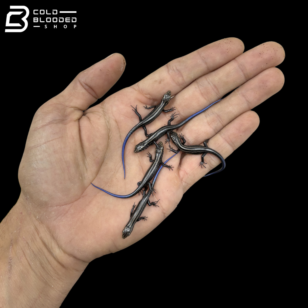 Baby Chinese Skinks - Plestiodon Chinensis