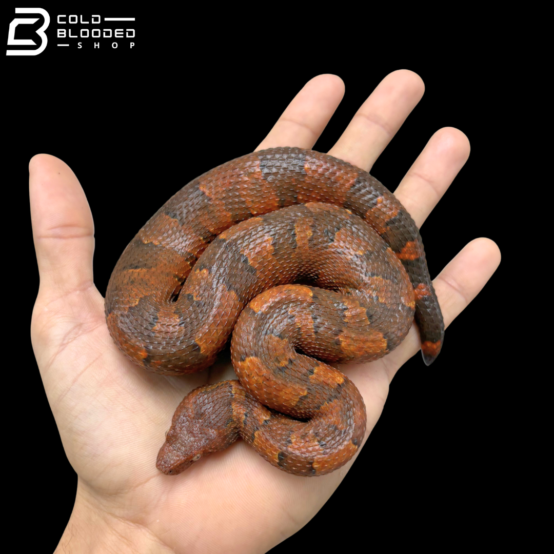 High Red Viper Boa Pair - Candoia Aspera