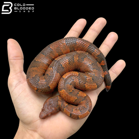 High Red Viper Boa Pair - Candoia Aspera