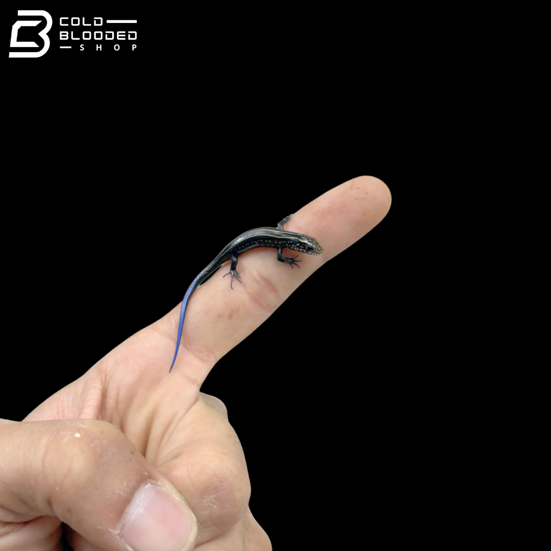 Baby Chinese Skinks - Plestiodon Chinensis