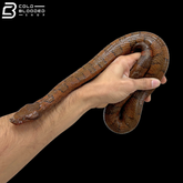 High Red Viper Boa Pair - Candoia Aspera