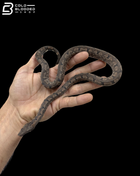 Female Halmahera Ground Boa - Candoia paulsoni tasmai