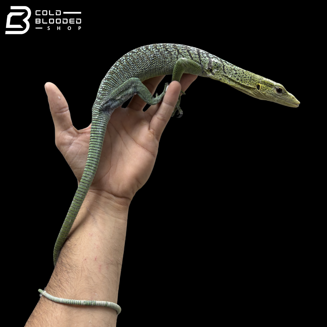 Female Green Tree Monitor - Varanus Prasinus