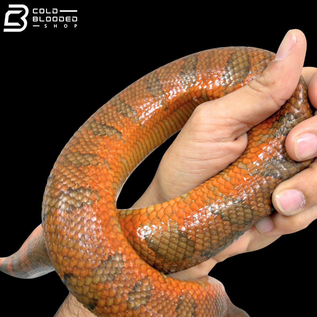 High Red Viper Boa Pair - Candoia Aspera