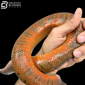 High Red Viper Boa Pair - Candoia Aspera