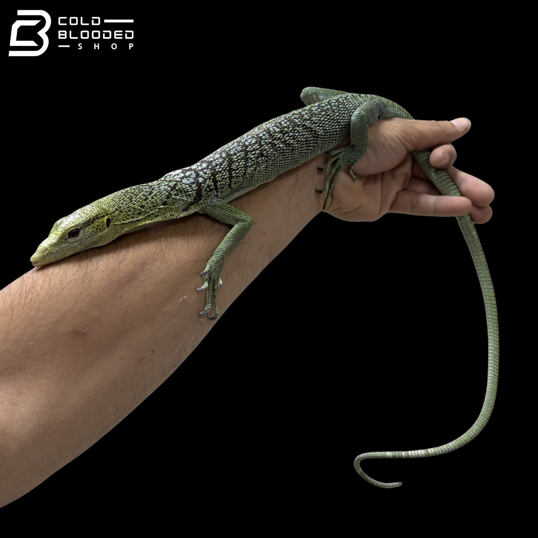 Female Green Tree Monitor - Varanus Prasinus