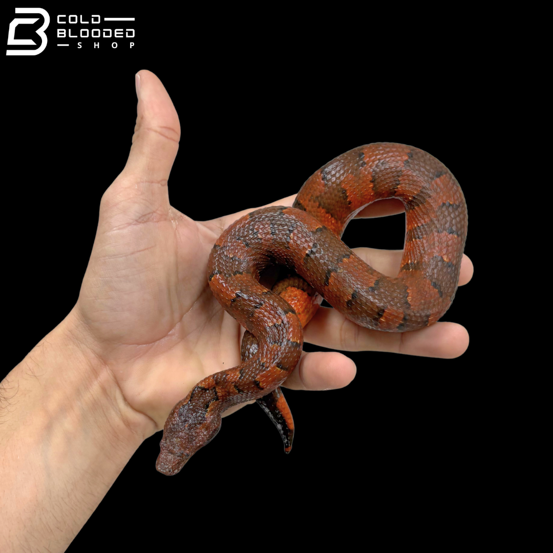 High Red Viper Boa Pair - Candoia Aspera