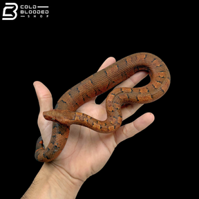 Male High Red Viper Boas - Candoia Aspera