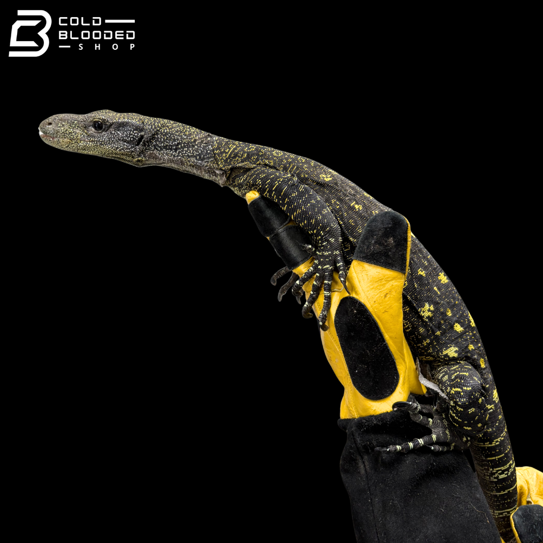 Sorong Crocodile Monitor - Varanus Salvadorii