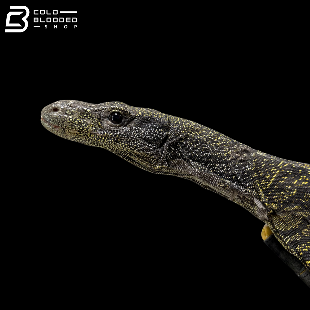 Sorong Crocodile Monitor - Varanus Salvadorii