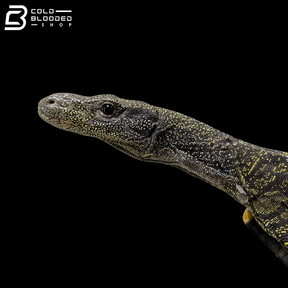 Sorong Crocodile Monitor - Varanus Salvadorii