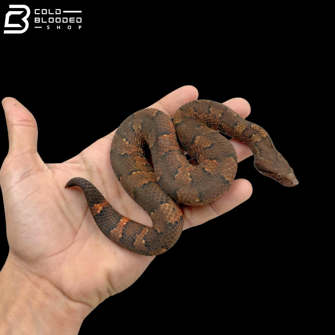 Male High Red Viper Boas - Candoia Aspera
