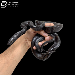 Black Jansen's Rat Snake - Gonyosoma Jansenii