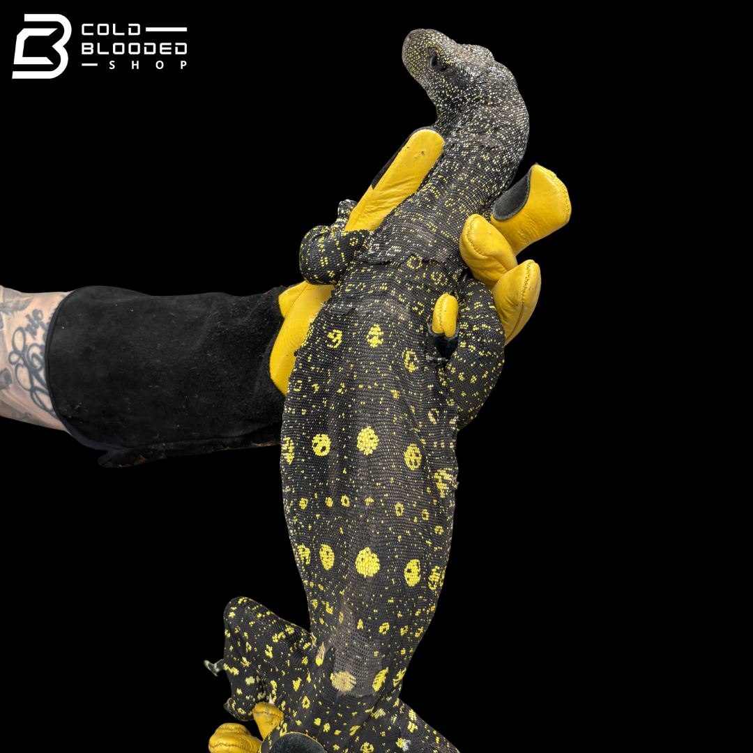 Sorong Crocodile Monitor - Varanus Salvadorii