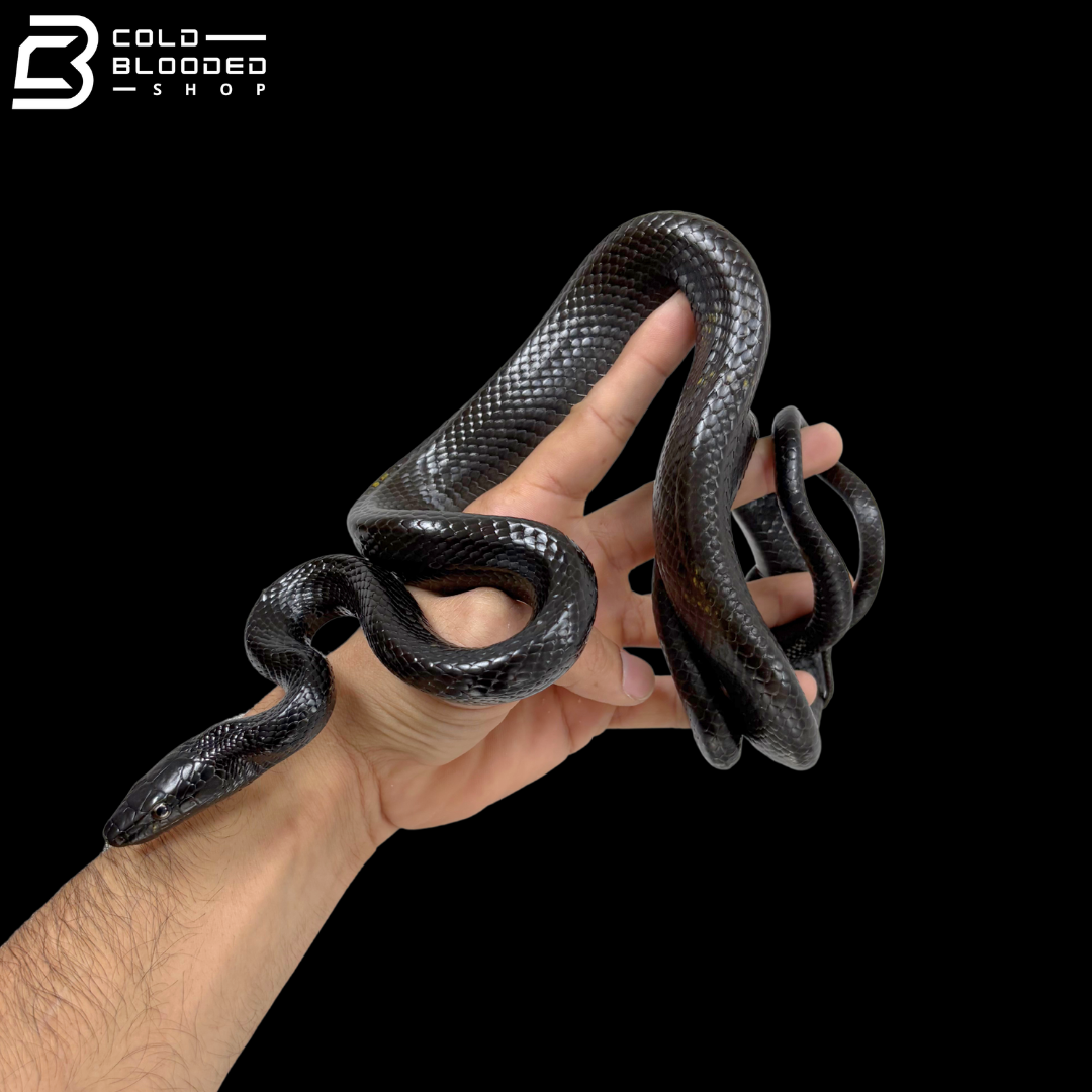 Black Jansen's Rat Snake - Gonyosoma Jansenii