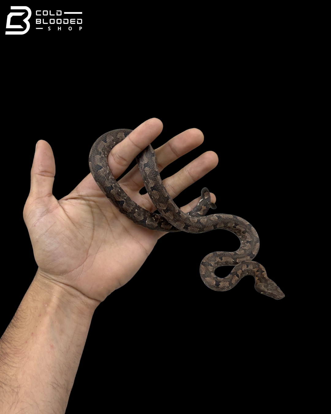 Female Halmahera Ground Boa - Candoia paulsoni tasmai