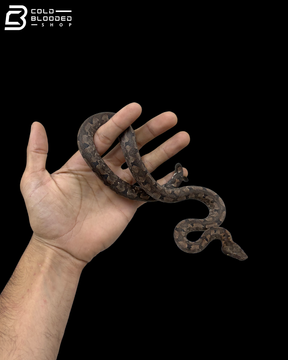 Female Halmahera Ground Boa - Candoia paulsoni tasmai