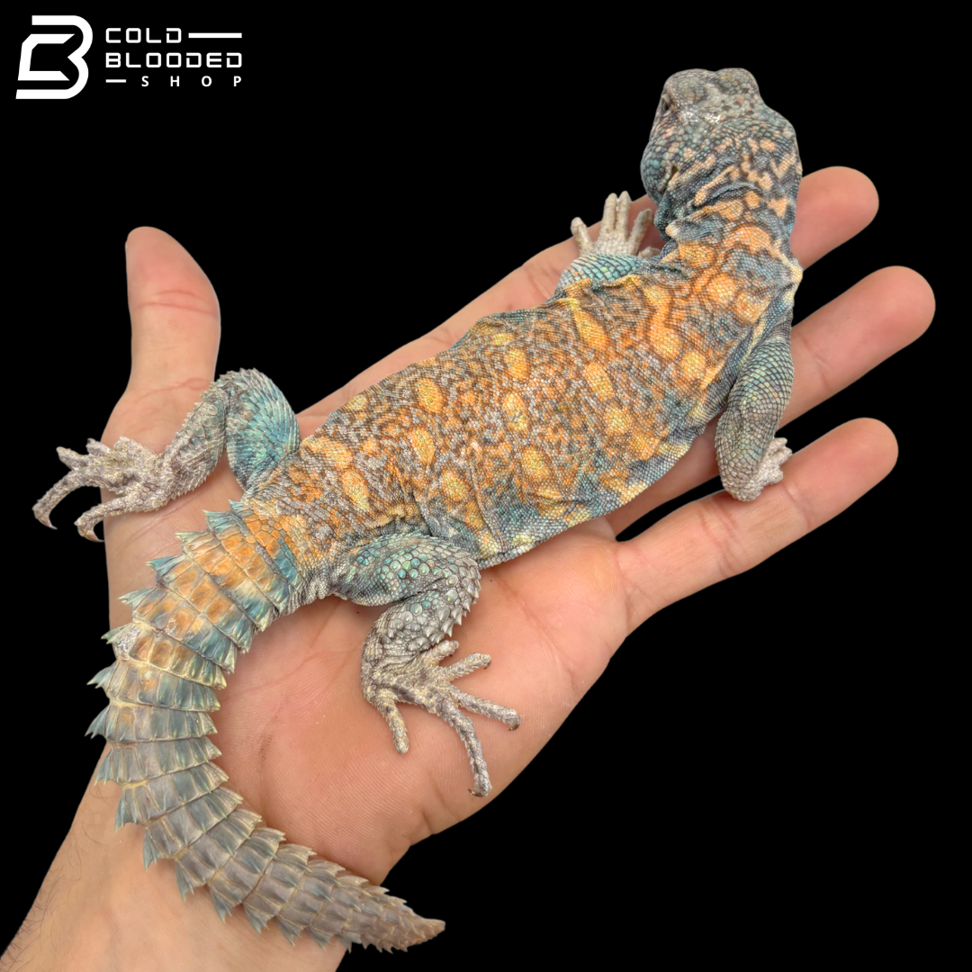 Light Blue\High Red Ornate Uromastyx - Uromastyx Ornata
