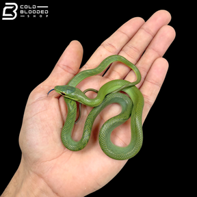 Borneo Red-tailed Green Rat Snake - Gonyosoma Oxycephalum