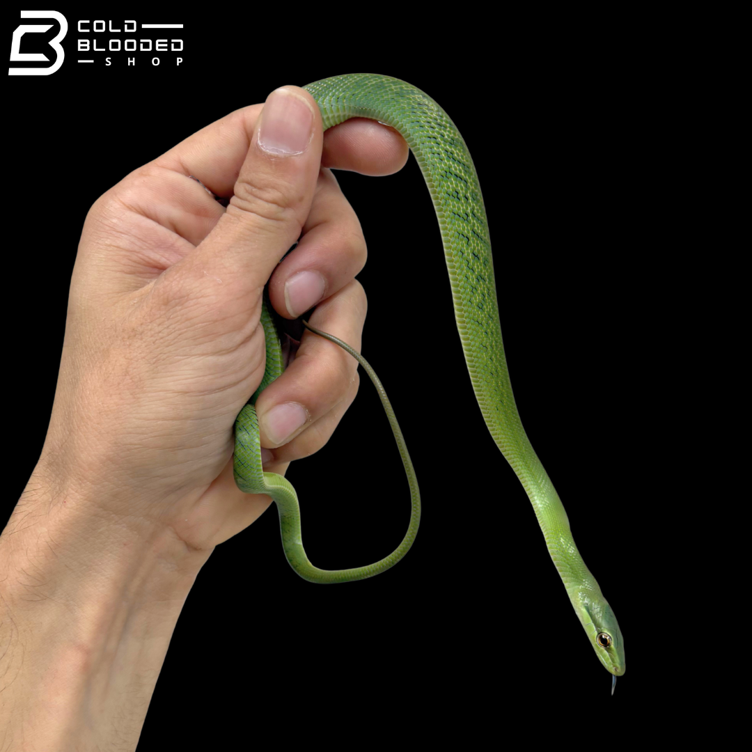Borneo Red-tailed Green Rat Snake - Gonyosoma Oxycephalum