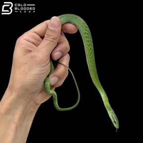 Borneo Red-tailed Green Rat Snake - Gonyosoma Oxycephalum