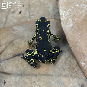 Yellow Jacket Amazonian Harlequin toad - Atelopus Hoogmoedi