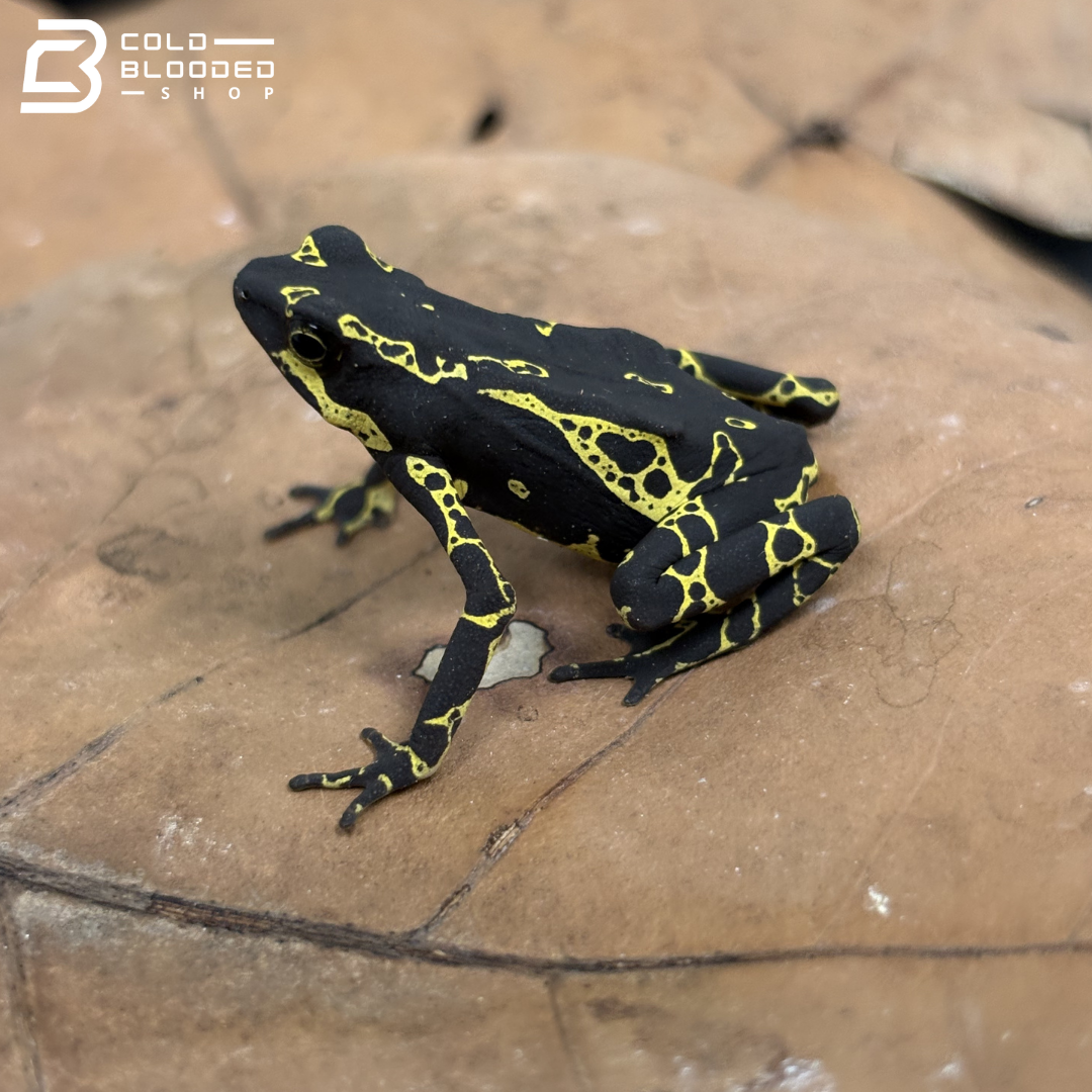 Yellow Jacket Amazonian Harlequin toad - Atelopus Hoogmoedi