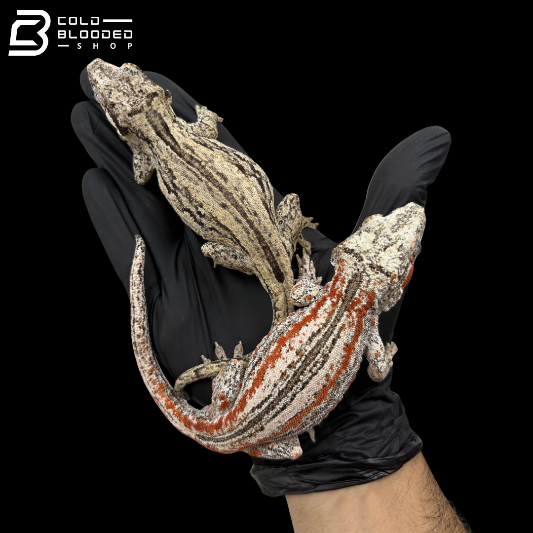 Pair Of B+W Stripe X B+W Orange Stripe Gargoyle Geckos