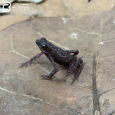 Amazonian Purple Harlequin toad - Atelopus Barbotini