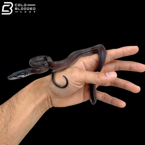 Southern White Lipped Python - Bothrochilus Meridionalis