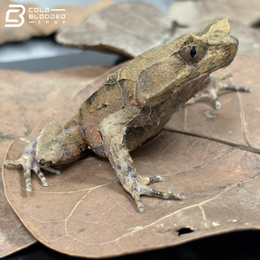 Perak Horned Toad - Xenophrys aceras