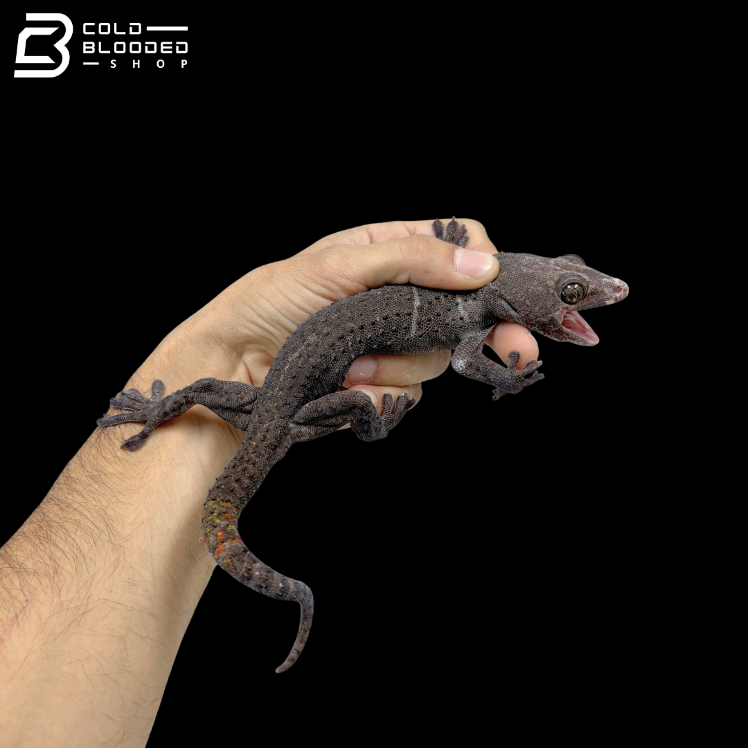 Adult Blue Berry Tokay Gecko - Gekko gecko