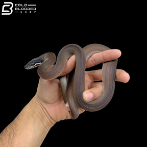 Southern White Lipped Python - Bothrochilus Meridionalis