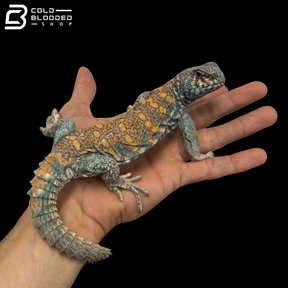 Light Blue\High Red Ornate Uromastyx - Uromastyx Ornata