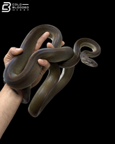Young Female Papuan Python - Apodora Papuana