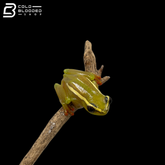 Riggenbach's Reed Frogs - Hyperolius Riggenbachi