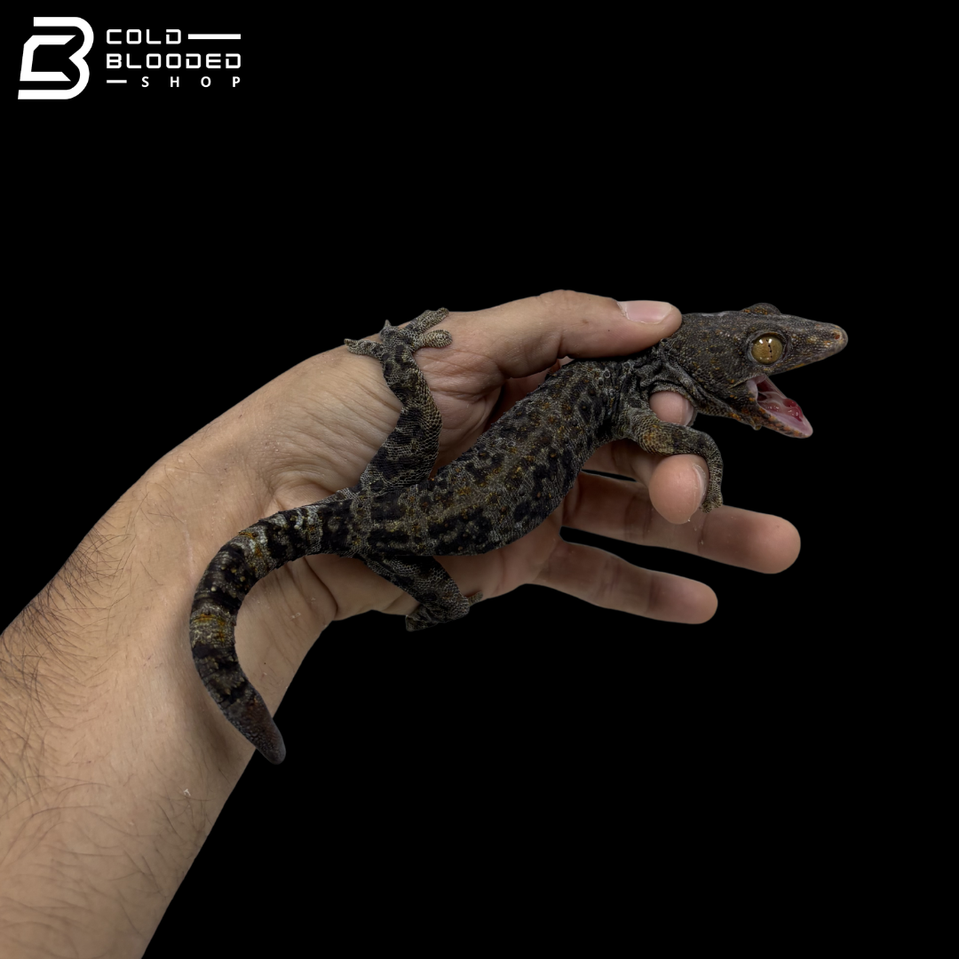 Adult Granite Poss Super Tokay Gecko - Gekko gecko