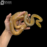 Golden Phase Red-tailed Green Rat Snakes - Gonyosoma Oxycephalum