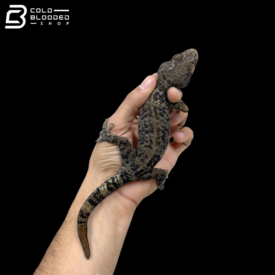 Adult Granite Poss Super Tokay Gecko - Gekko gecko